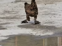 Chickens — fotografija 5