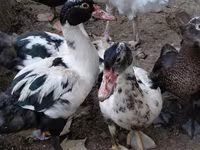 Ducks — foto 3