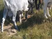 تيس, Alpine goat — الصورة 3