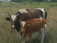 Sapi, Ayrshire — foto 1