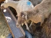 گوسفند (گروه، جنسیت مشخص نشده), گوسفند — عکس 4