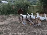 Ducks — акс 3