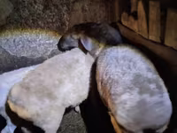 ცხვარი, Adal sheep — ფოტო 1
