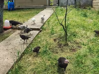 Turkeys — عکس 8