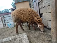 भेड़, भेड़ — फ़ोटो 3