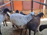 Montone, Pecore — foto 6