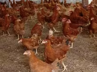 Chickens — الصورة 1