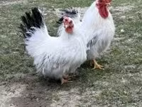 Chickens — الصورة 4