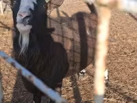 تيس, الماعز — الصورة 2