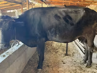 母牛, Alatau breed — 照片 5