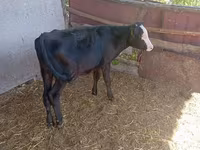 Krava, Russian Black pied cattle — foto 2