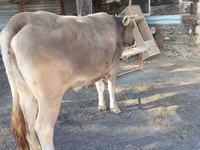 ላም, Alatau breed — ፎቶ 1