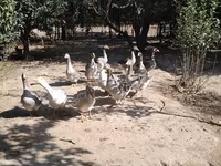 Geese — عکس 2