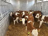گاو نر, Simmental cattle — عکس 2