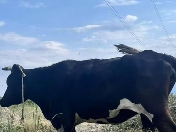 Kuh, Russian Black pied cattle