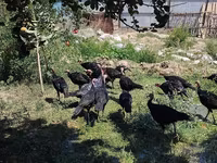 Turkeys — รูปภาพ 4