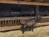 แกะตัวผู้, Hissar sheep — รูปภาพ 3