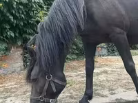 ม้าตัวเมีย, Hucul pony — รูปภาพ 4