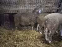 Montone, Ile-de-France sheep — foto 1
