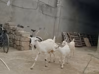 แพะตัวเมีย, Saanen goat — รูปภาพ 2