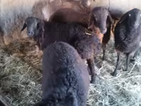 Kambing jantan, Sheep — foto 4