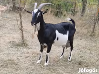 Echki, Toggenburg goat — 1-rasm