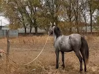암말, Thoroughbred horse — 사진 1