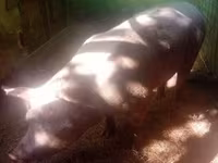 Säue, Schweine — Foto 6