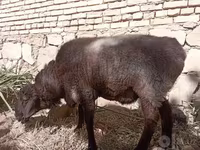 Beran, Ovce — foto 2