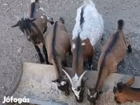 Buk, Pomellata goat — foto 4