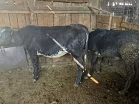 Mucca, Blu Belga — foto 3