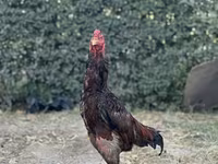 Shamo — zdjęcie 5