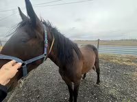 Hingst, Heste — foto 4