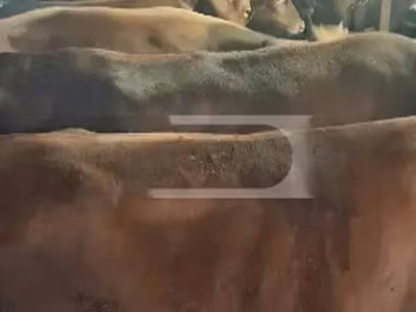 Cow, Cattle — Georgia