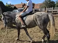 Hingst, Lipizzaner — foto 2