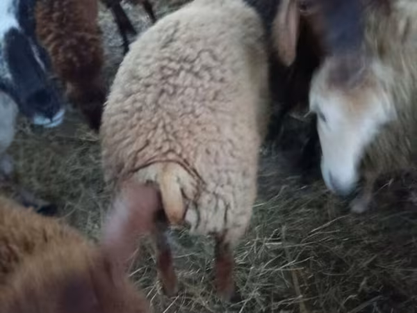 Biri-biri (lot, jantina tidak dinyatakan), Sheep