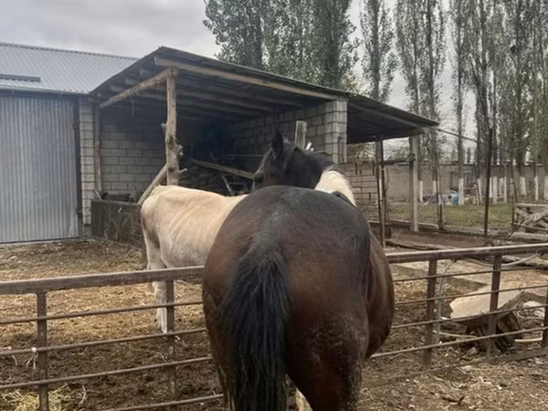 Kůň, Koně