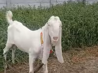 Kambing jantan, Nubian Goat — foto 2
