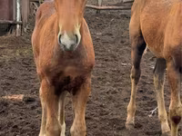 Klisna, Thoroughbred horse — foto 7