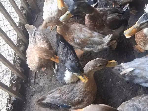Ducks