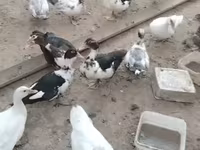 Ducks — عکس 2
