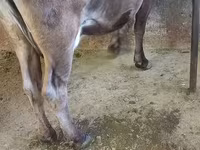 Mucca, Bovini — foto 3