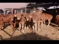황소, 리무진 소 — 사진 2