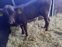 Dibi, Simmental cattle — sawirka 2