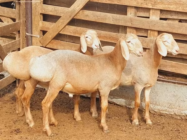 Montone, Arashan sheep