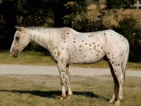 اسب نر, Appaloosa — عکس 1