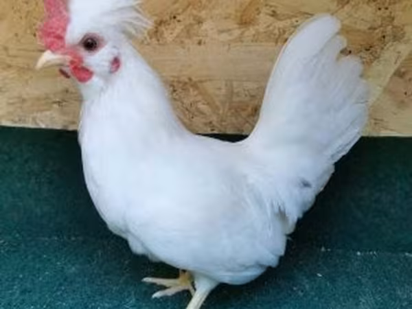 Chickens