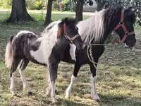 ፈረሶች (ቡድን፣ ጾታ አልተጠቀሰም), Horses — ፎቶ 1