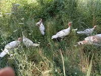 Turkeys — Foto 2