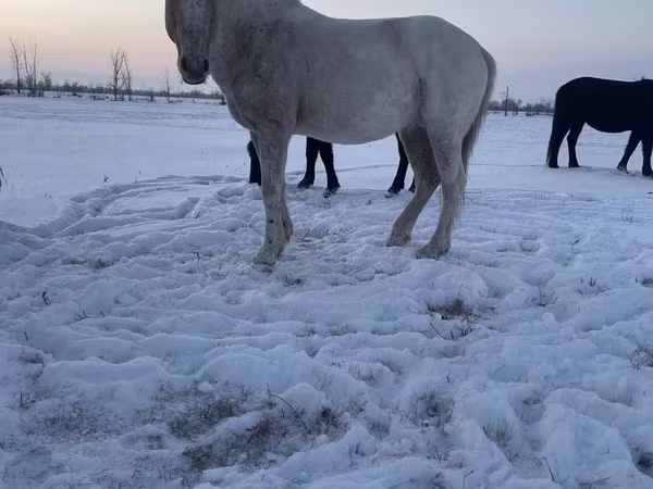 Кінь, Kazakh horse